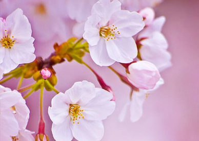 رمزيات ورد ابيض - صور ورد وزهور Rose Flower images